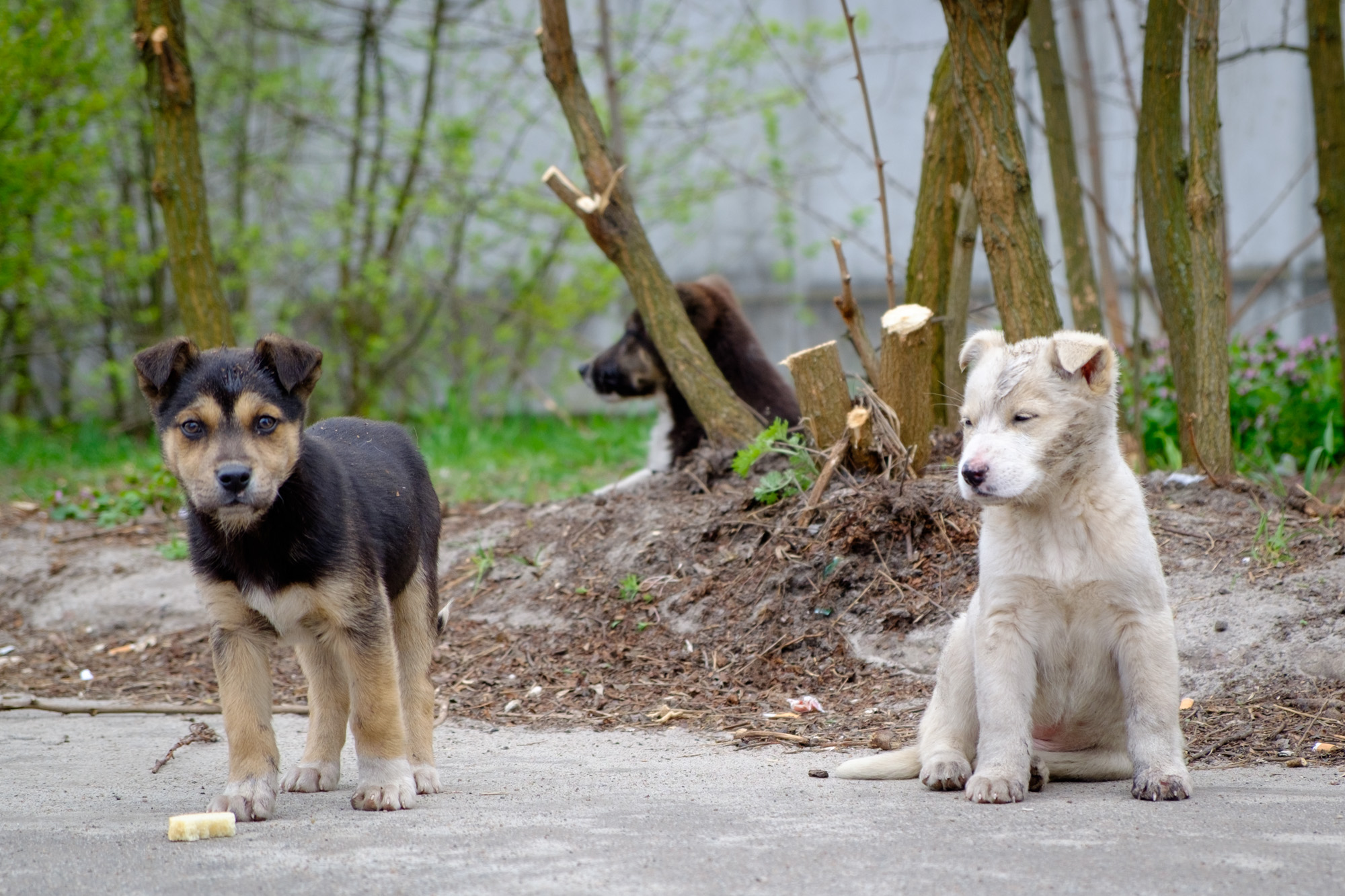chernobyl-dogs-2