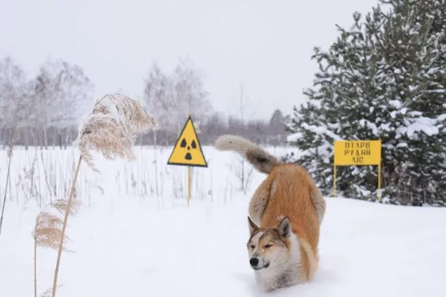 Dogs of Chernobyl.jpg