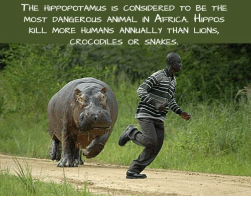 the-hippopotamus-is-considered-to-be-the-most-dangerous-animal-5981600.png