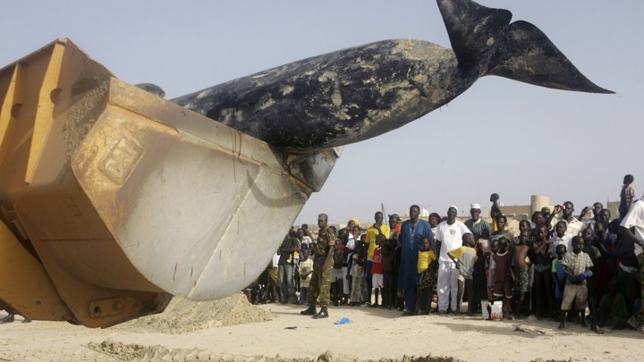 APTOPIX SENEGAL DEAD WHALES