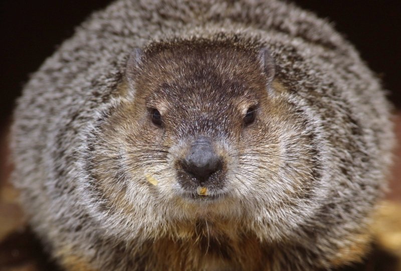 Groundhog Day In Illinois