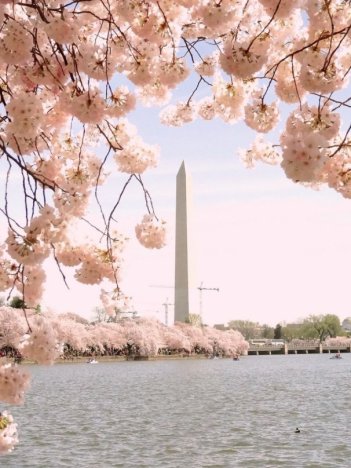 cherry_blossoms_washington_monument_rizka_commons_7b