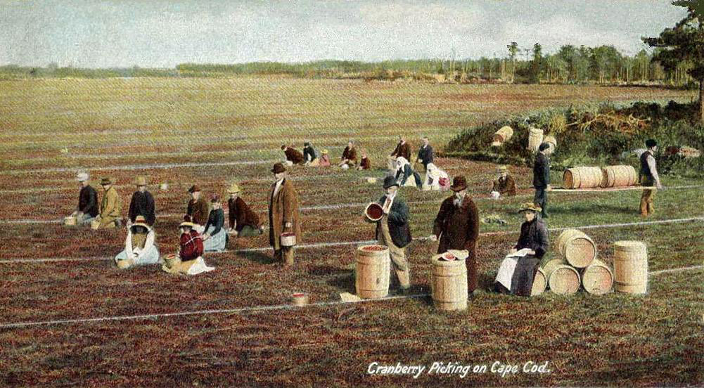 cranberry-picking-around-cape-cod-1906