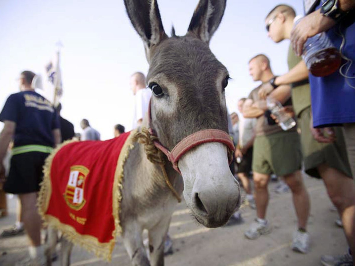 May 18, 2011  No Ordinary&nbsp;Donkey