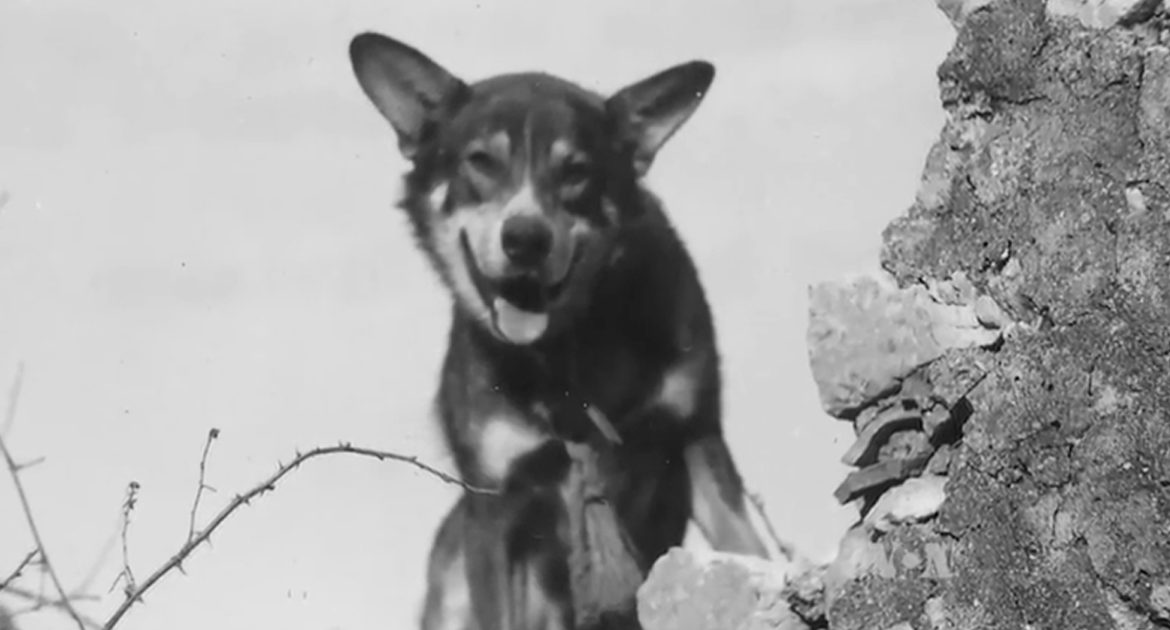 July 9, 1943  The Most Decorated K9, of&nbsp;WW2