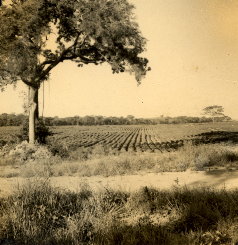 This image has an empty alt attribute; its file name is 353725431_52fbe5a452_b.jpg