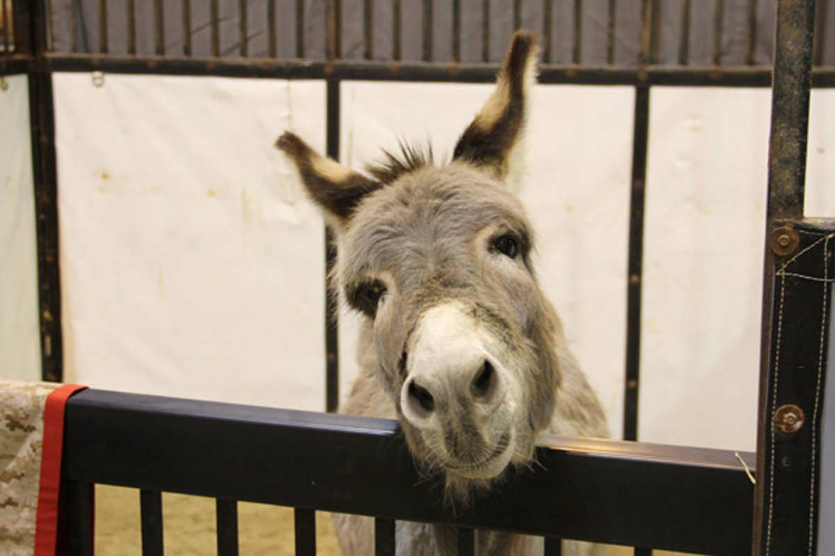 May 18, 2011  Smoke, the&nbsp;Donkey